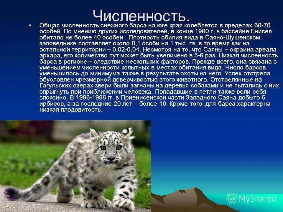 Поддержка сохранения численности снежного барса. Снежный Барс Ирбис красная книга. Окружающий мир 4 класс снежный Барс Ирбис. Численность снежного Барса в красной книге. Снежный Барс презентация.