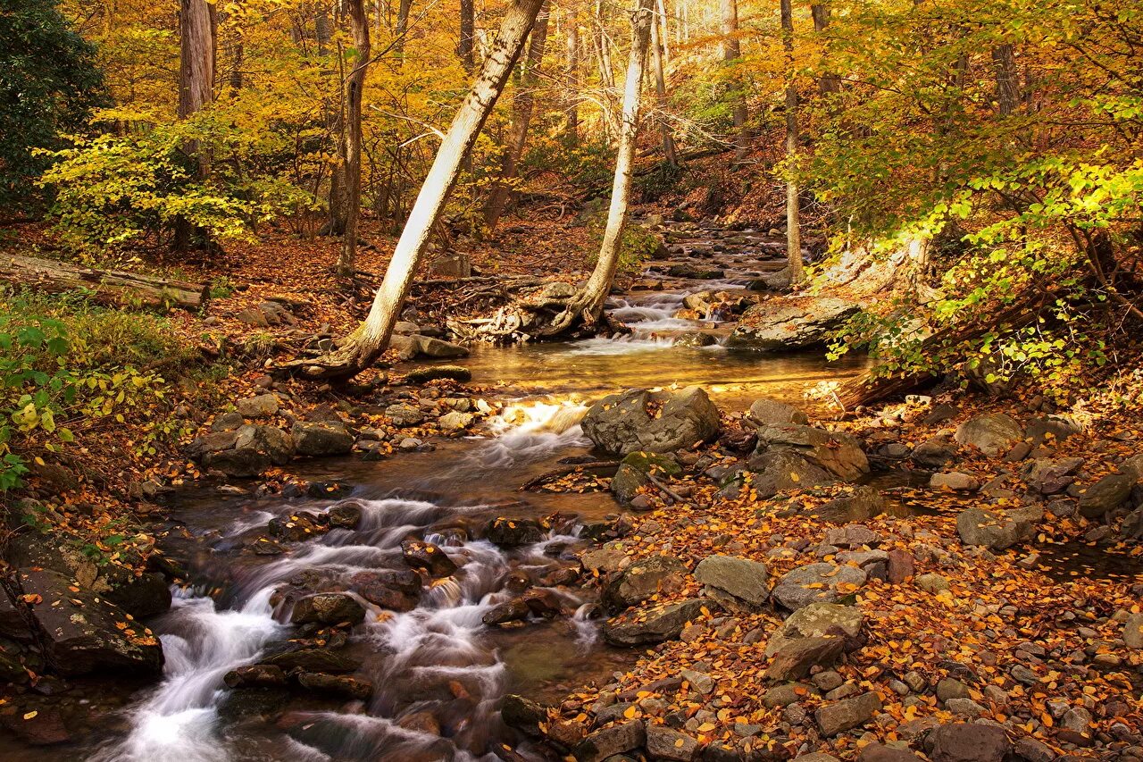 Я иду берегом своего любимого ручья. Лесные ручьи Карелии. Карелия лес ручей осенью. Ручеек в лесу. Осенний лес с ручьем.