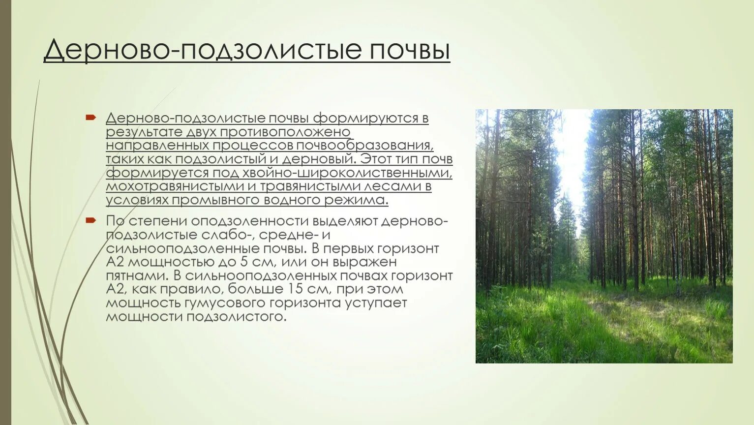 В этой зоне образуются подзолистые почвы. Дерново-подзолистые почвы. Мощность дерново подзолистых почв. Подзолистые почвы характеристика. Почвы Лесной зоны.