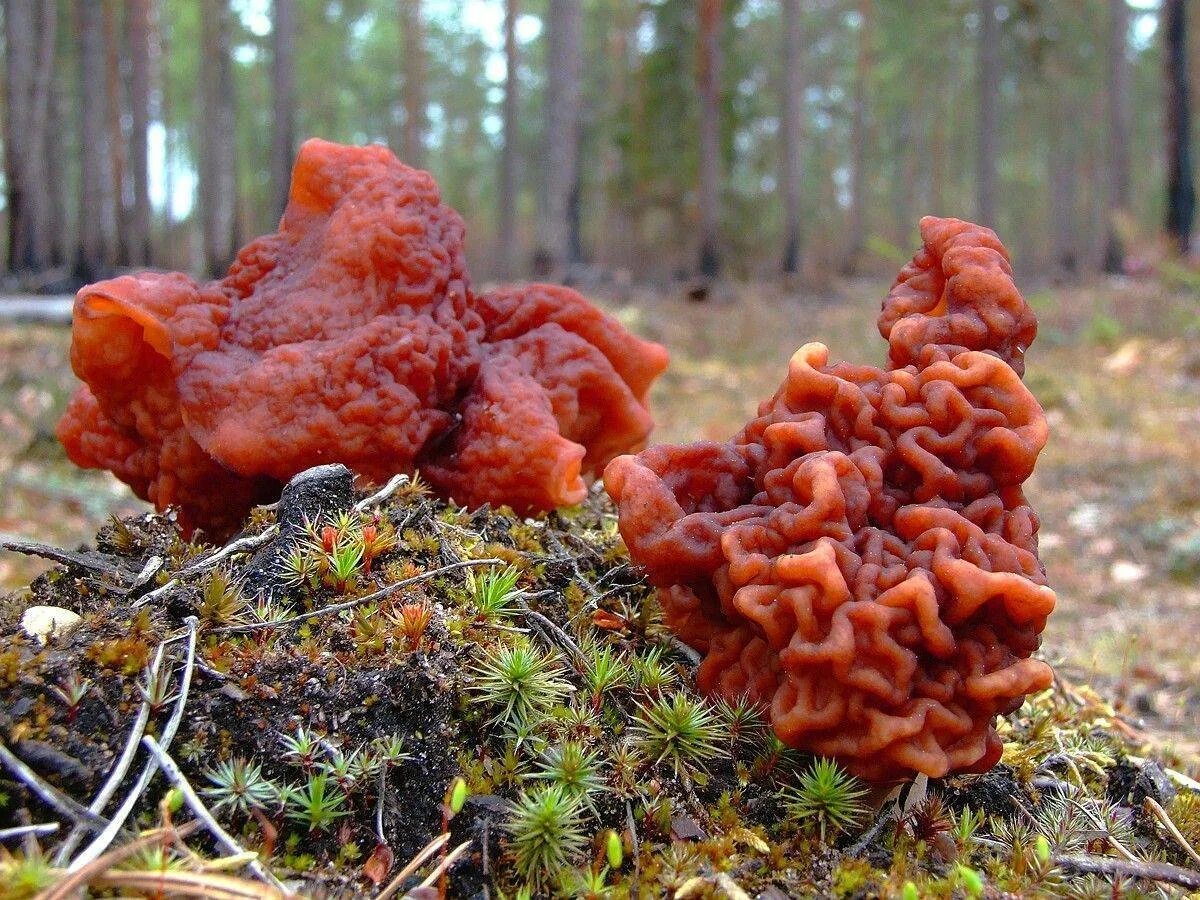 Сморчки и строчки