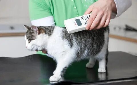 Микрочип для кошек