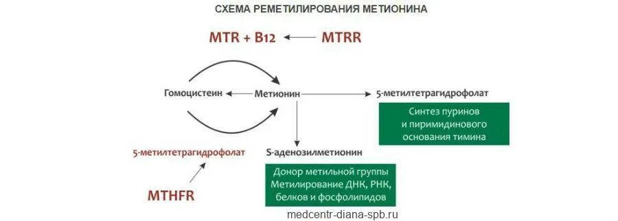 Гомоцистеин норма у мужчин. Гипергомоцистеинемия. Гипергомоцистеинемия клинические рекомендации. Снижение гомоцистеина схема. Гипергомоцистеинемия схема.