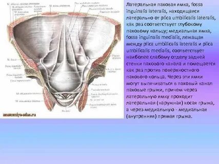 Паховые ямки