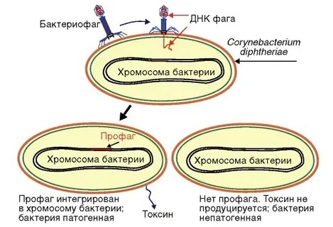 Профаг