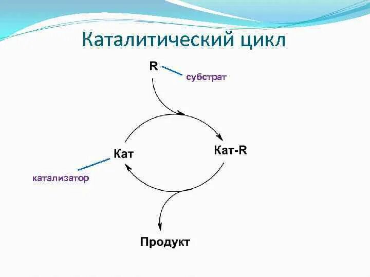 Цикл субстрата. Каталитический цикл. гидросилилирования каталитический цикл. каталитический цикл реакций кросс-сочетания. катализ циклический процесс.