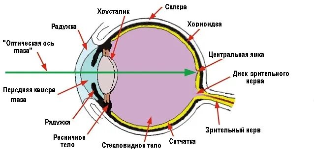 Рефракция глаза - строение и функции, диагностика и заболевания - сайт "Московск