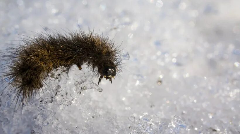 Гусеница зимой. Гусеница зимует. Зимующие гусеницы. Сосна белые гусеницы под корой. Гусеница зимует.