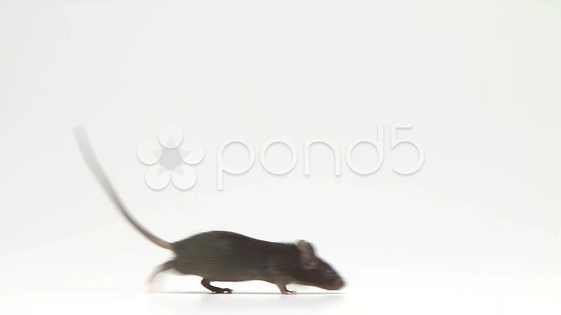 Полевая мышь убегает. Мышь бежит. Крыса убегает. Мышка убегает. Мышка в движении.