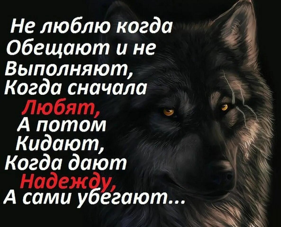 Статусы с волками. Статусы про Волков. Красивые цитаты с волками. Волк умные цитаты.