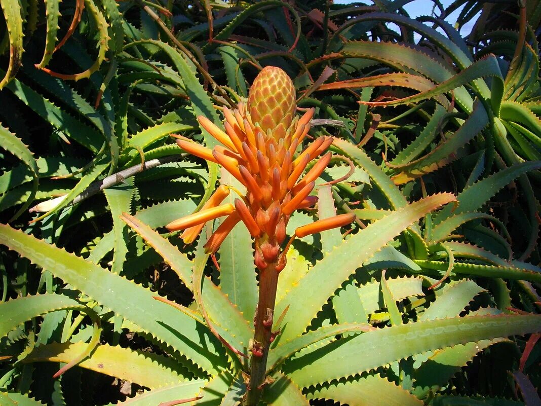 столетник цветет. соцветие алоэ вера. цветет ли алоэ древовидное. алое древовидное (aloё arborescens). алоэ древовидное цветение.