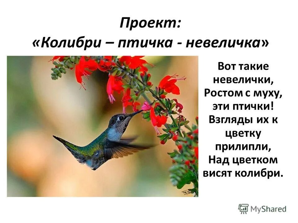 Исправьте ошибку пугливый колибри. Загадка про колибри. стихи про колибри. проект колибри. загадка про колибри для детей.