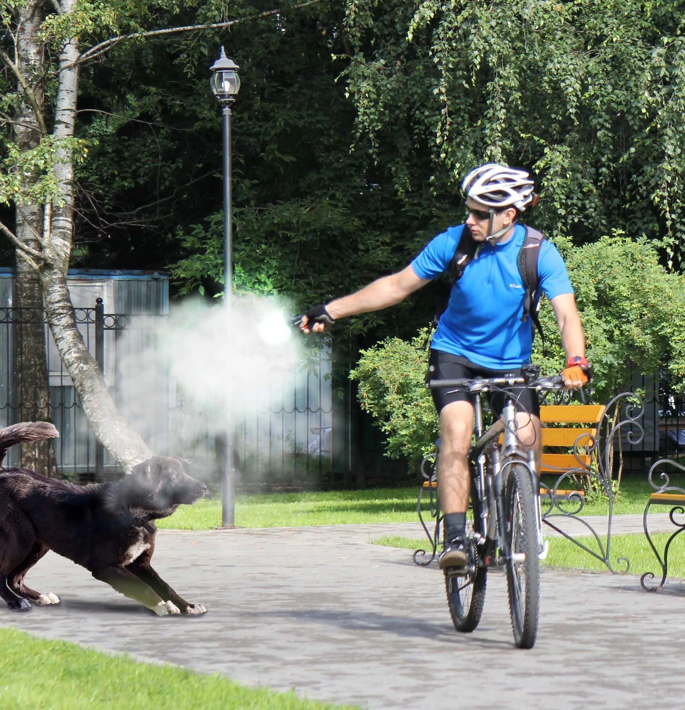 Велосипедист с собакой. Почему собаки велосипед. Собака гонится за машиной. Поводок для велосипеда для собак. Собака бежит за велосипедом.