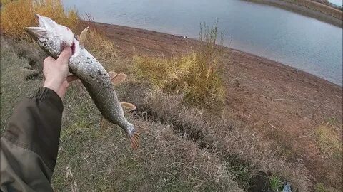 Рыбалка осень щука видео