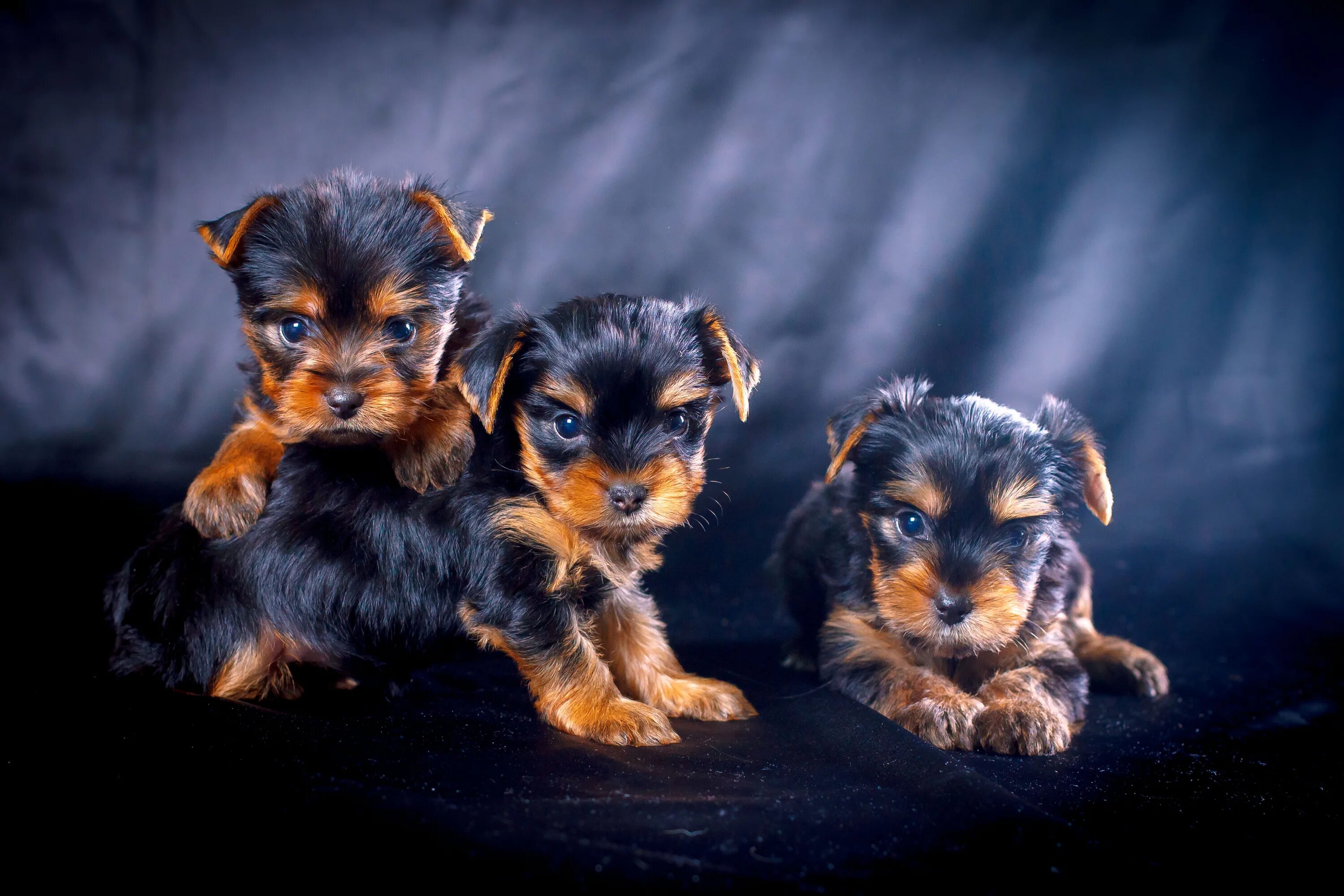 Щенки йоркширские терьеры недорого. Собака приют йоркширские. Йоркширский терьер большой размер. Щенки йоркширские терьеры недорого. Йорк беби фейс.