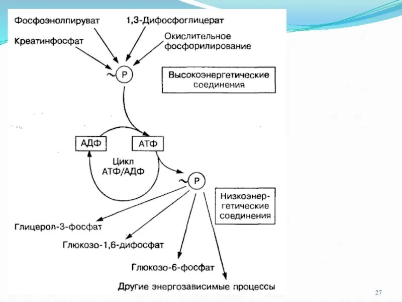 Цикл атф адф. Высокоэнергетические соединения биохимия. Динамическая биохимия. АТФ И другие высокоэнергетические соединения. Окислительное фосфорилирование АДФ.