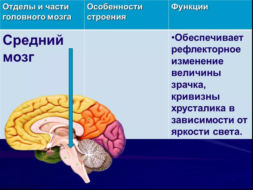 Строение среднего мозга в головном мозге