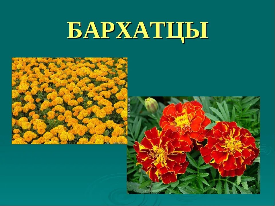 Растения цветника 2 класс окружающий мир
