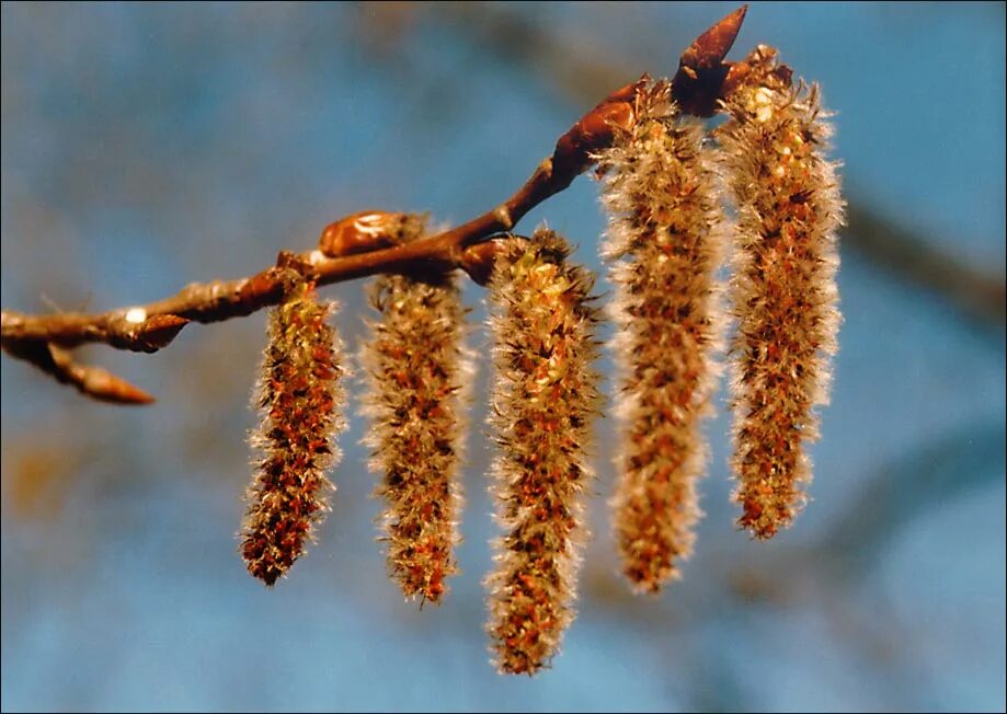 Populus tremula плод. осина цветет. сережки осины. тополь цветение сережки. сережки осины.
