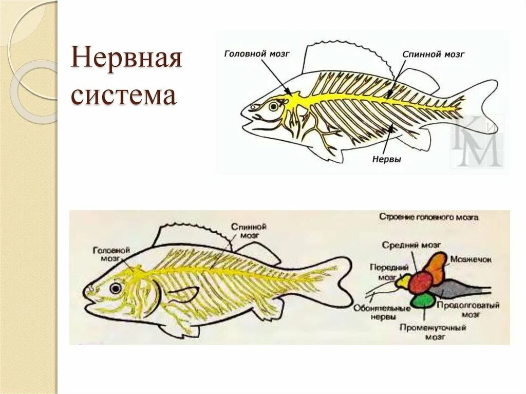 Нервная система рыб схема 7 класс. Нервная система костных рыб схема. Нервная система костной рыбы рис 116. Костные рыбы строение нервной системы. Появление головного мозга у рыб