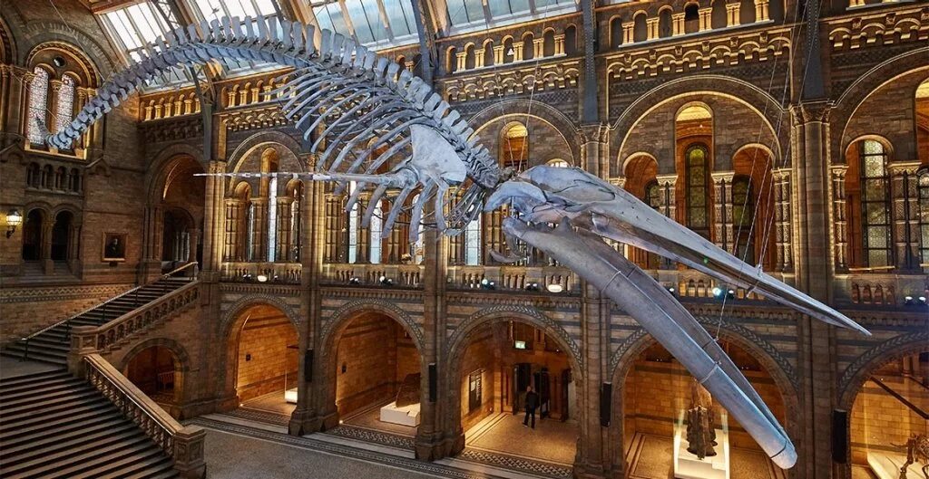 Какие музеи есть в лондоне. Натурал хистори музей Лондон. Музей естественной истории в Лондоне. Британский музей естествознания. Музей natural History Museum.