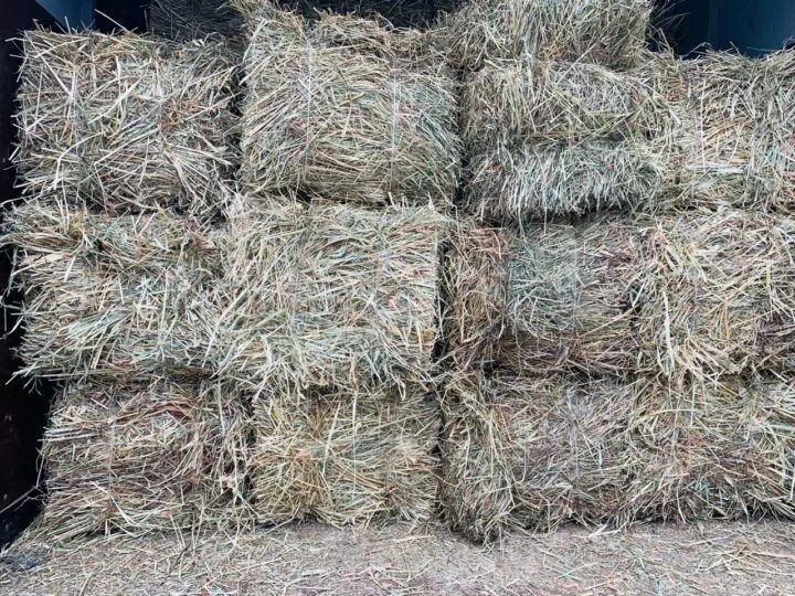 Сено или опилки. Сено или опилки. Сено или опилки. Блоки из камыша. Сено, опилки для грызунов.