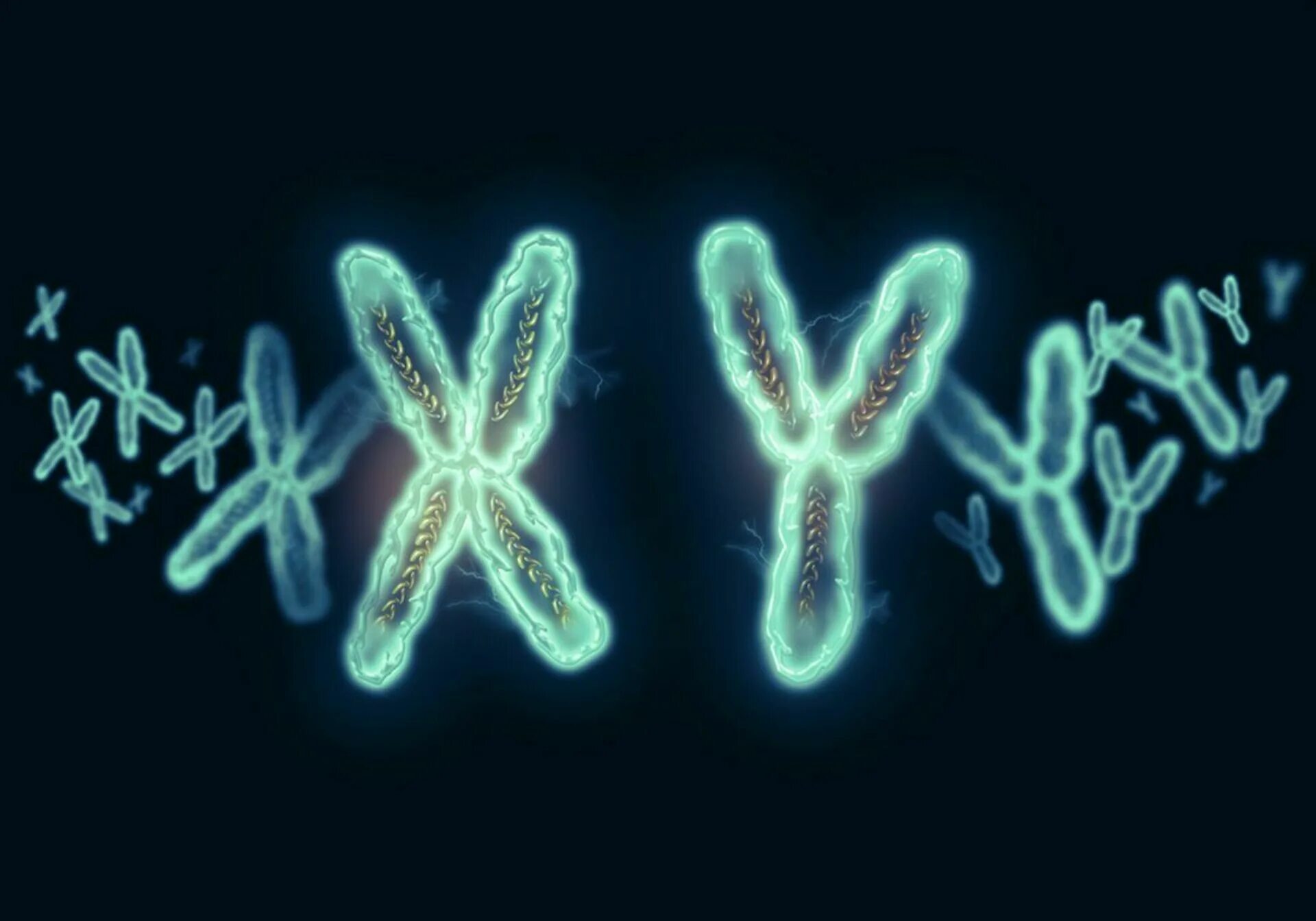 Появление дополнительной хромосомы. Генетика хромосомы. Игрек хромосома. XY хромосомы. Y хромосома.