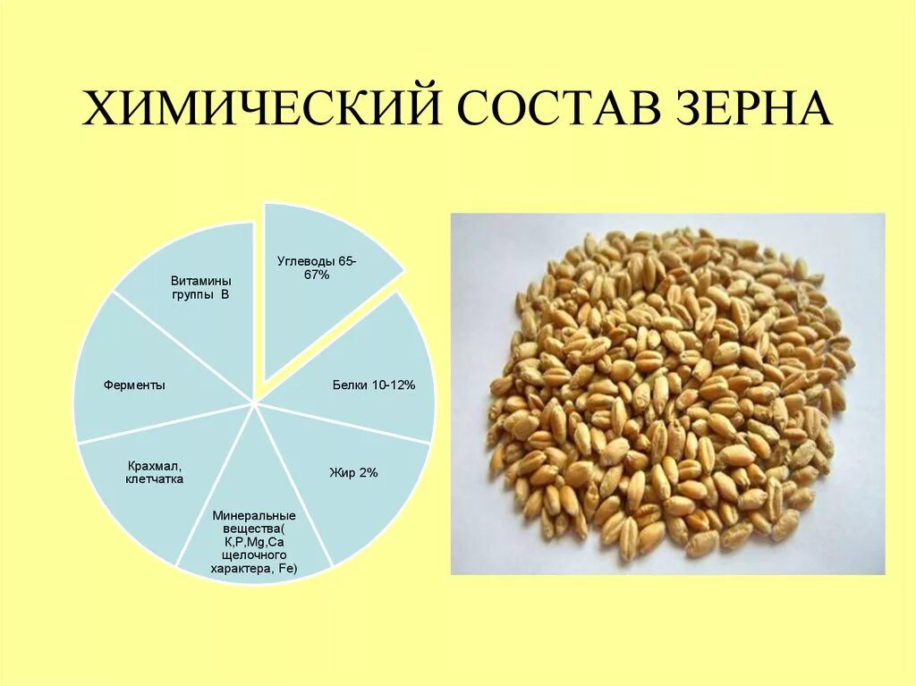 Белки ячменя. Строение и химический состав зерна пшеницы. Строение и химический состав зерна. Состав зерна пшеницы в процентах. Химический состав основных зерновых культур.