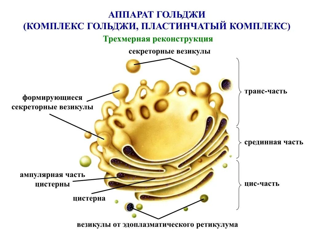 Строение и функции комплекса. Комплекс аппарат гольджи функции. комплекс гольджи эукариотической клетки. комплекс аппарат гольджи строение и функции. аппарат гольджи функции 5 класс.