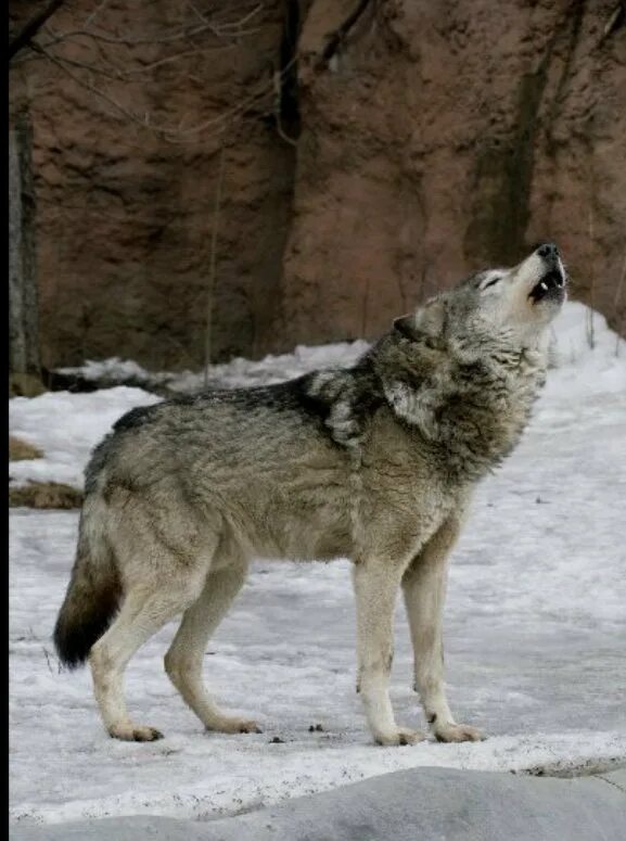 Какие волки крупнее. Сибирский волк. Крупный волк. Волк в Сибири.