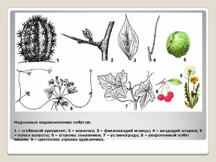 Видоизменение побегов 6 класс тест. Видоизменения побегов кладодии. Видоизменение побегов столоны. Столон надземный побег. Видоизмененные побеги кладодии и филлокладии.