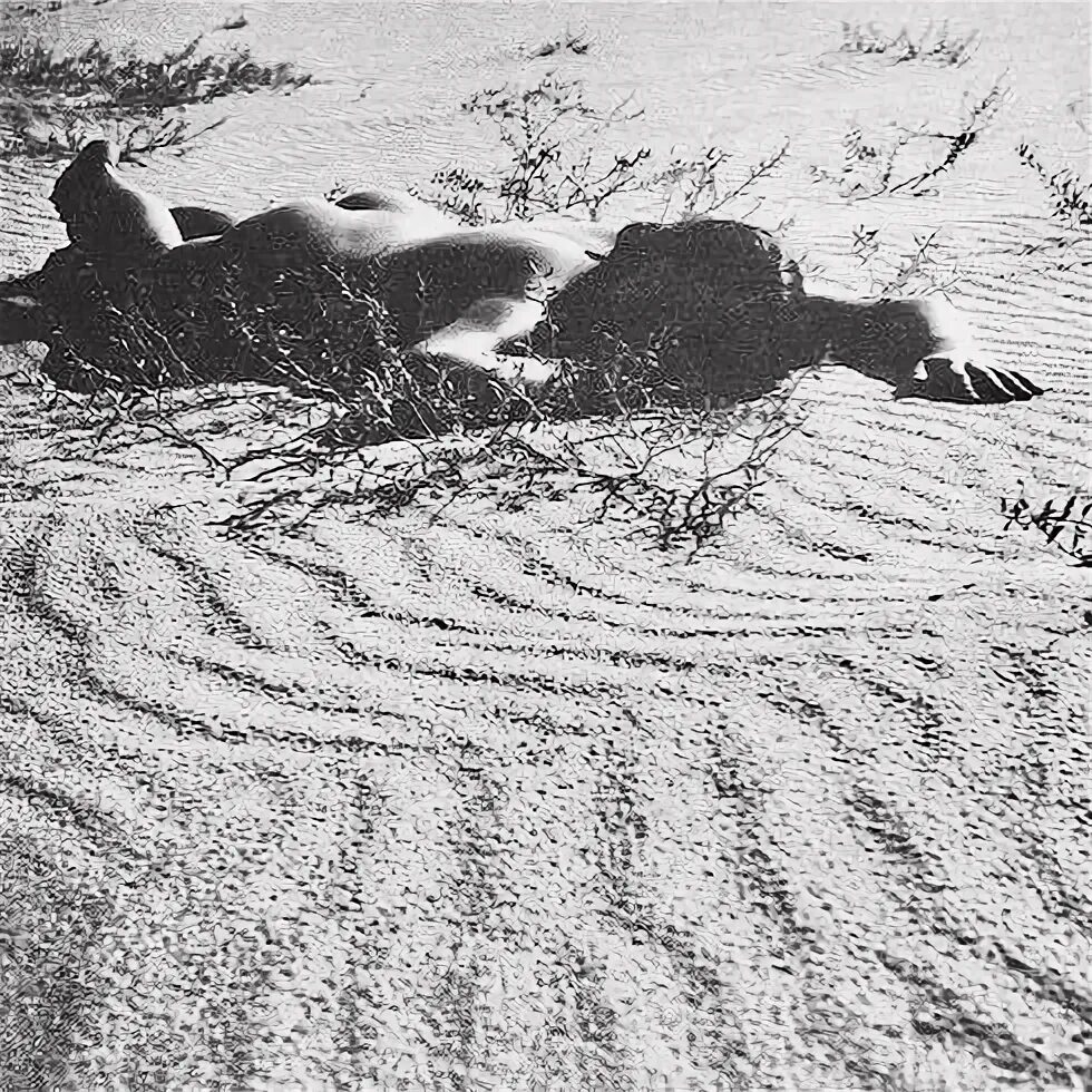 Римантас дихавичюс цветы среди цветов. Римантас дихавичюс фотографии. Римантас дихавичюс. Альбом дихавичюса цветы среди цветов. Фото римантас дихавичюс.