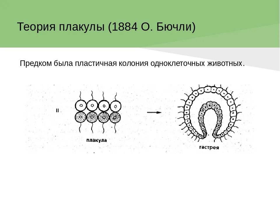 Появление многоклеточности привело. Теория плакулы Бючли. Гипотеза фагоцителлы Мечникова. Гипотезы происхождения многоклеточных животных. Гипотеза плакулы о.Бючли.