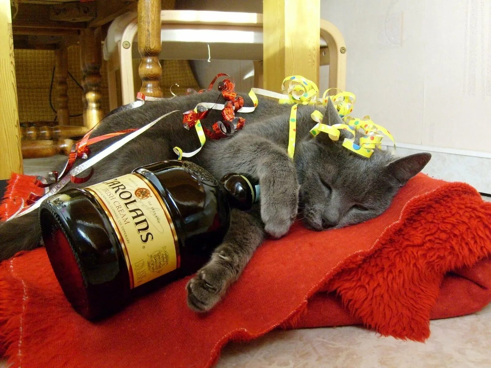 Прикольные пожелания с животными. Кот с бутылкой. Кот и шампанское.