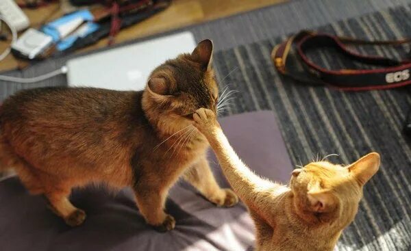 саечка за испуг. саечка за испуг. саечка за испуг фото. фото путина саечка за испуг. саечка за испуг.