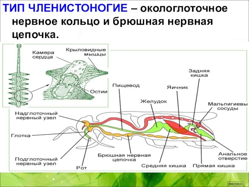Нервная система членистоногих насекомых. Нервная система членистоногих 7 класс. Тип нервной системы у членистоногих. Брюшная нервная цепочка у членистоногих.