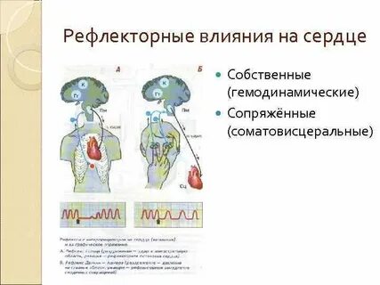 Действие рефлекса