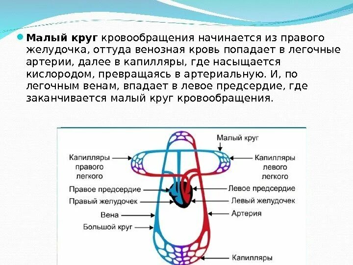 В каком отделе сердца заканчивается большой круг. Малый круг кровообращения начинается схема. легочная вена круг кровообращения. малый круг кровообращения начинается и заканчивается у человека. схему кругов кровообращения бкк.