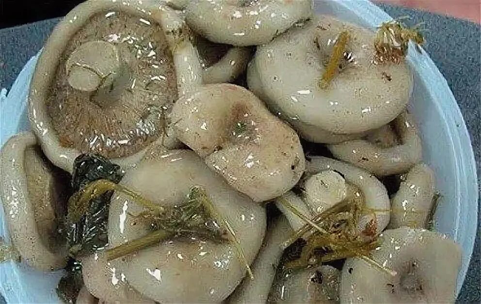 Грузди белые солёные. Грузди соленые бочковые. Вкус соленых груздей. Вкус соленых груздей. Вареные грузди.