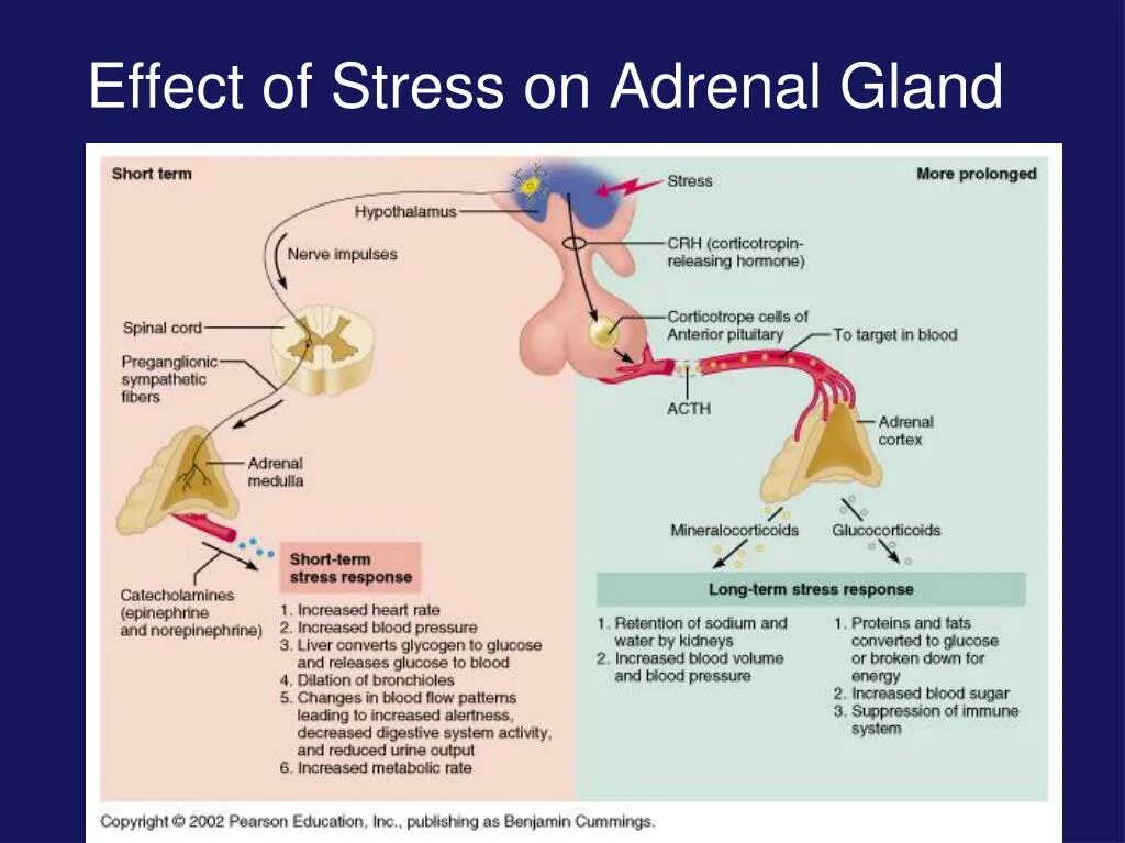 Adrenal Glands Hormones. Adrenal Gland Cortex. Adrenal Glands Cortex Hormones. Cortex Adrenal (Торн). Effect o