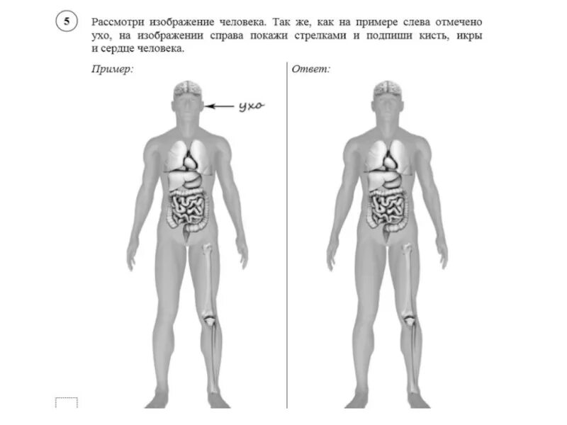 Части тела человека ВПР 4 класс. Строение тела человека ВПР 4 класс. Части тела человека 4 класс окружающий мир ВПР. Тело человека 4 класс окружающий мир ВПР.