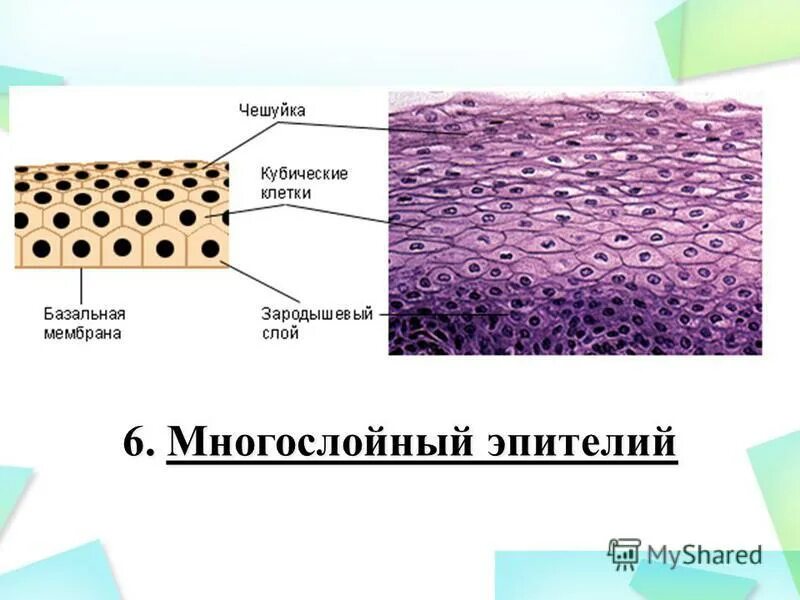 строение клетки 10-11 класс биология. строение эукариотической клетки грибов. строение клетки схема 10 класс. какие 3 основания клетки. строение практической клетки.