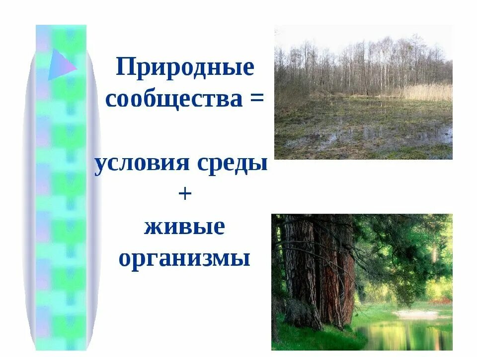 Природное сообщество это 5 класс биология. Природные сообщества. Природные сообщества презентация. Природные сообщества биология. Условия среды в природном сообществе.