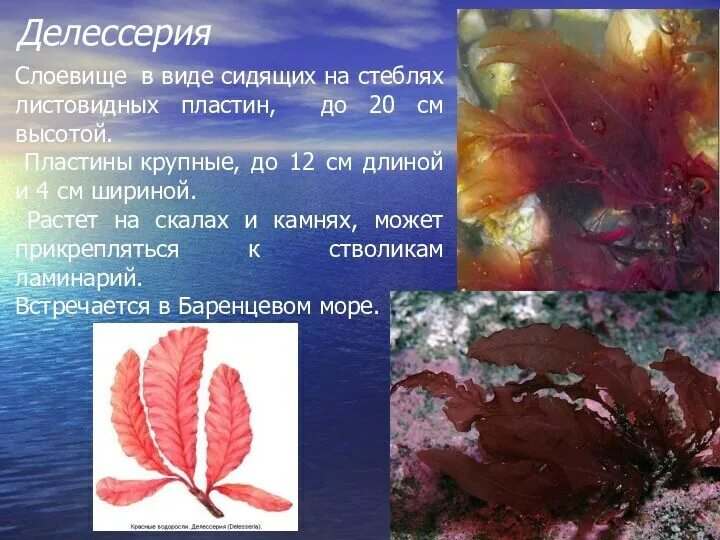 Значение красных водорослей в жизни человека. Каллитамнион водоросль. красные водоросли делессерия строение. порфира водоросль ареал. факты о красных водорослях.
