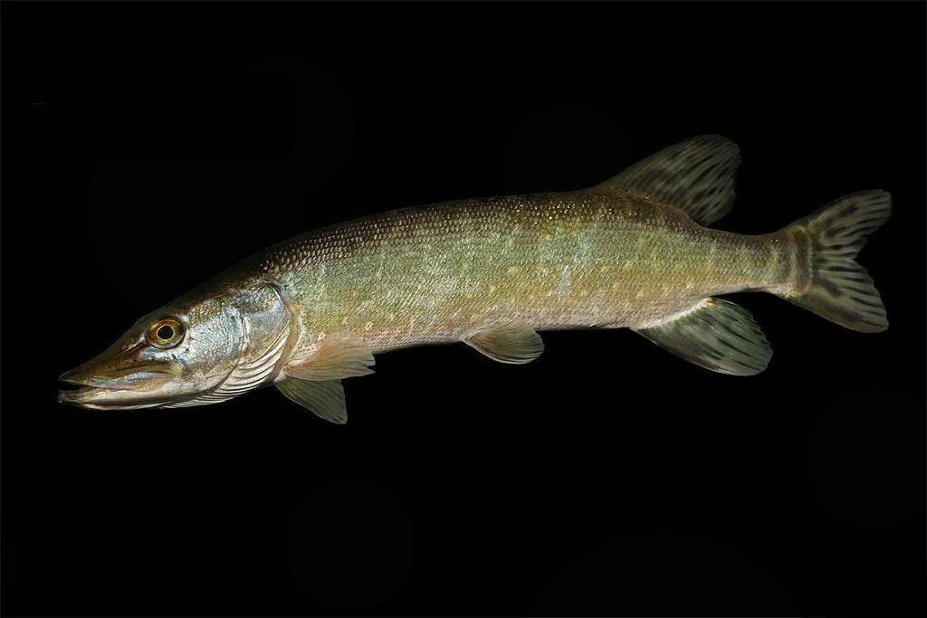 Щука Esox Lucius. Аквитанская щука. Обыкновенная щука (Esox Lucius). Щука американская красноперая. Щука водится