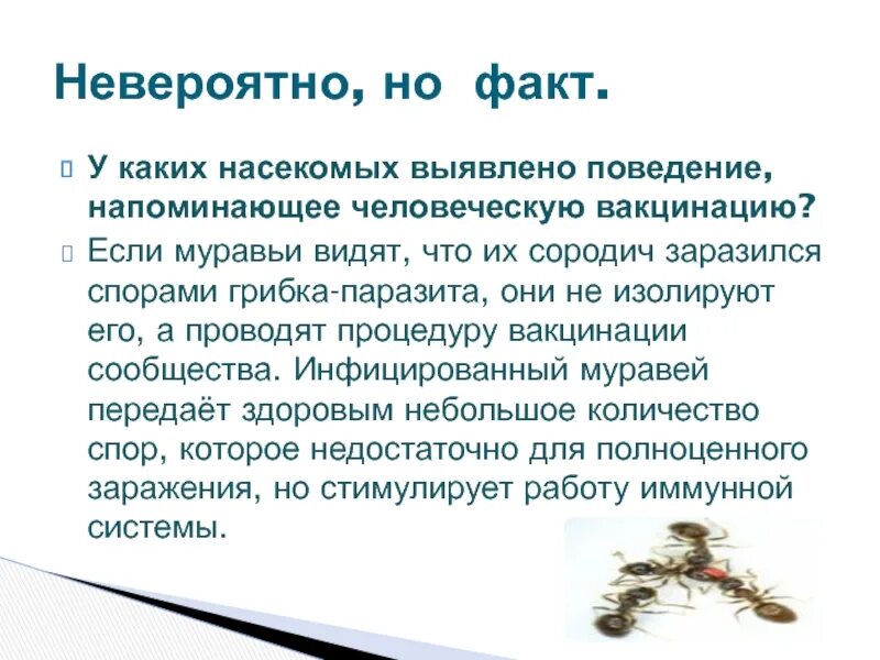 Общественные насекомые пчелы и муравьи. Обнаружение насекомых. Насекомые паразиты человека. Каких насекомых разводят люди.