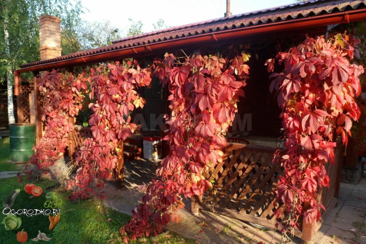 Девичий виноград Санкт-Паули. Виноград девичий Дон Жуан. Девичий виноград пятилисточковый. Виноград девичий пятилисточковый беседка.