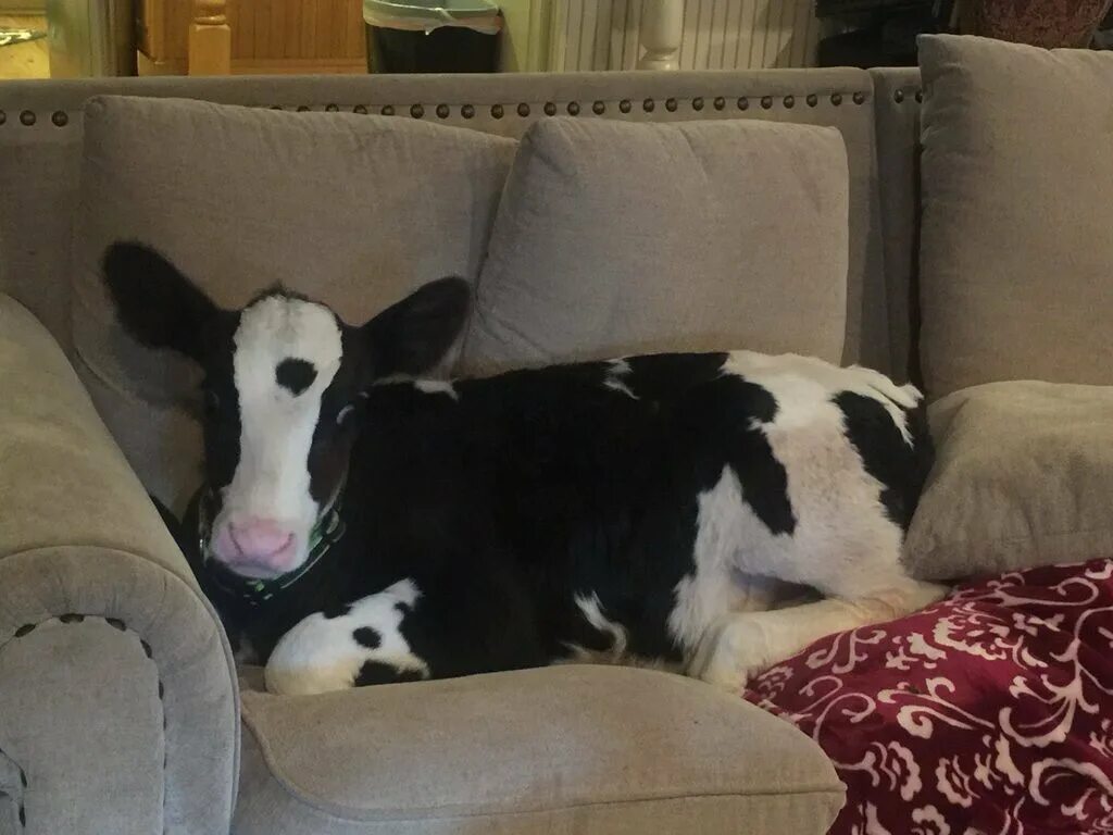 Сон коровка. Спящие коровы. Сонная корова.