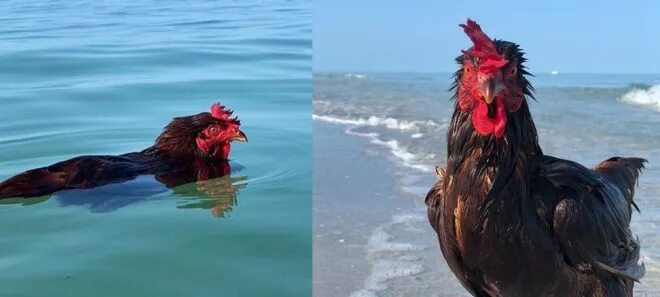 Курица в воде. Куры в воде. курица на море.