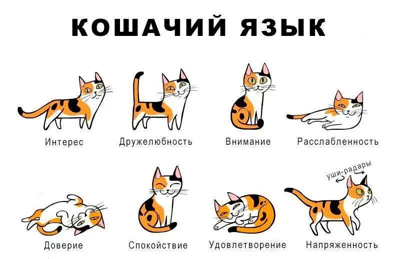 Котенок издает звуки. Эмоции кота по хвосту. Язык жестов кошек. Язык общения кошек. Понимать язык кошек.