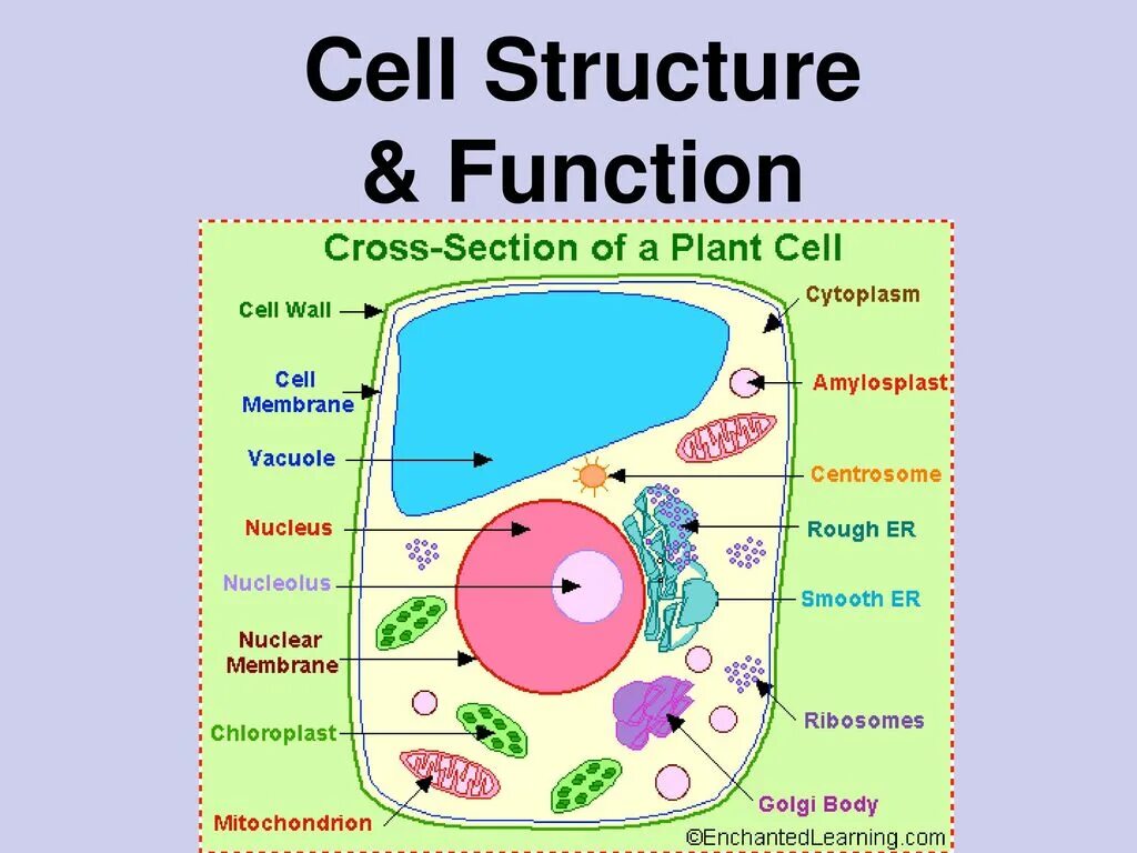 Struct function. Cell structure. cell functions. cell structure &amp; function. cell structure scheme.